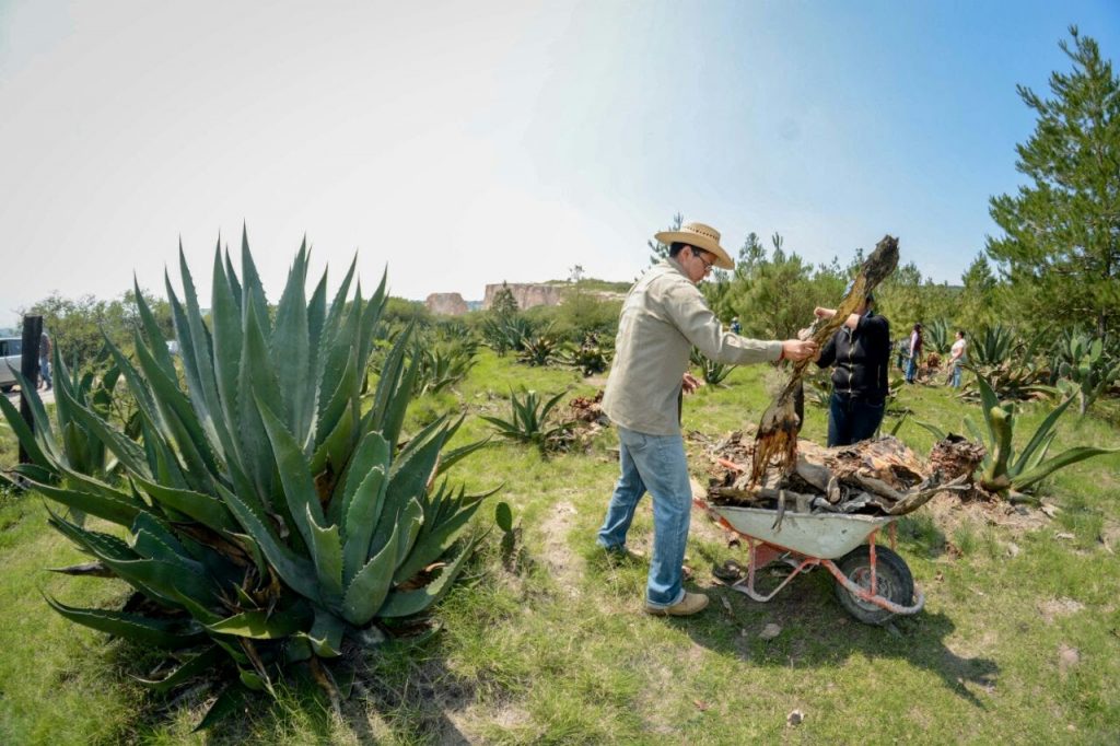 En las comunidades San Vidal, La Lagunilla, Santa María Asunción y el ejido Tulancingo, se cultiva la planta de maguey