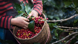 Sequía afectó a cafeticultores de Sierra y Huasteca
