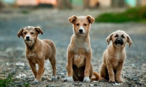 El Congreso de Hidalgo aprueba reformas en favor de los animales callejeros