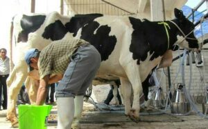 Podría acopiar hasta 30 mil litros diarios de leche