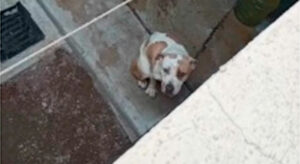 Proponen en Hidalgo medidas estrictas contra el abandono y el maltrato animal.