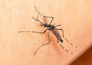 Registra Huehuetla 6 casos de dengue, es el municipio con más casos
