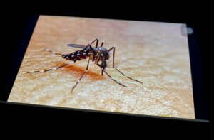 Piden reforzar las medidas preventivas contra el mosco Aedes AegyptiFoto: Archivo