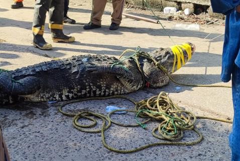 Hombre muere por ataque de cocodrilo en laguna de Tampico – Criterio ...