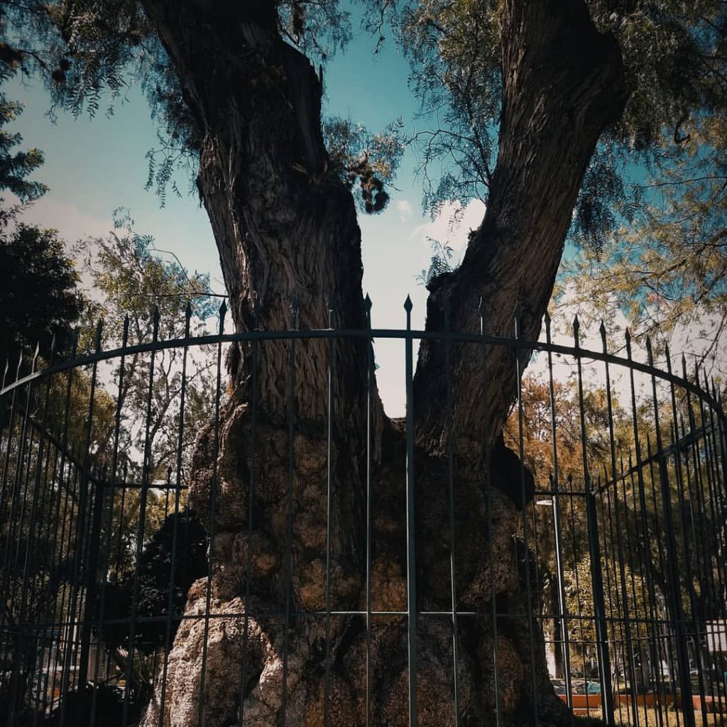 Francisquito, el niño del árbol que vive en el Parque Hidalgo | Foto: Especial