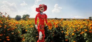 Reportan la venta del 100% de las flores de cempasúchil en Tlaxcoapan