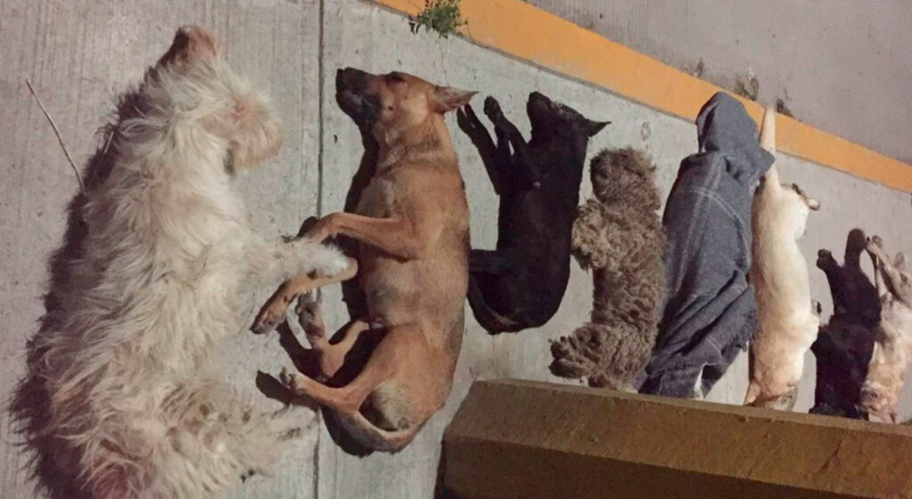 envenenamiento perros temen ola inseguridad Atotonilco de Tula