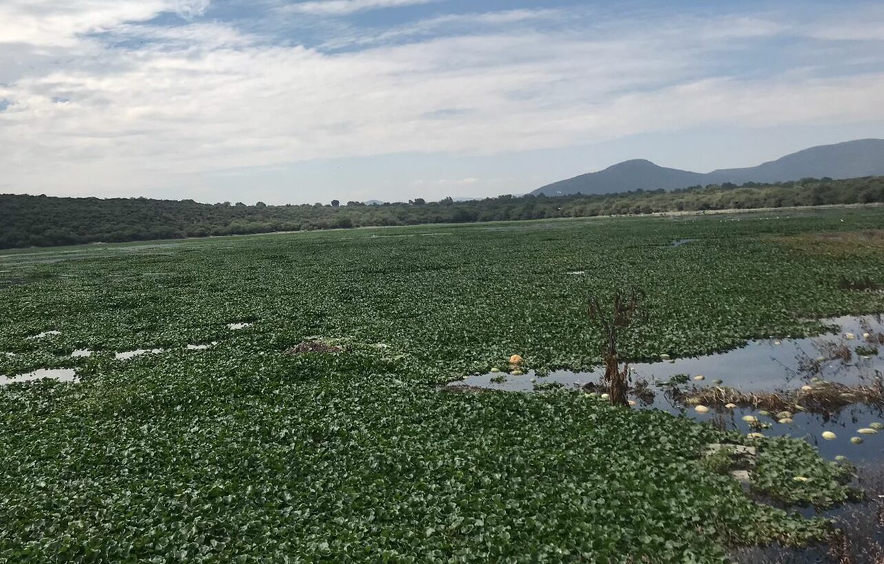 Vecinos exigen atender la plaga de moscos que se producn en la presa Endhó 
