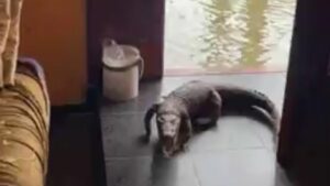 Un cocodrilo arrastra a una niña en un lago