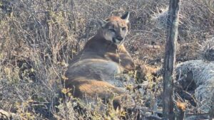 Disminuyen ejemplares de puma y jaguar en Hidalgo