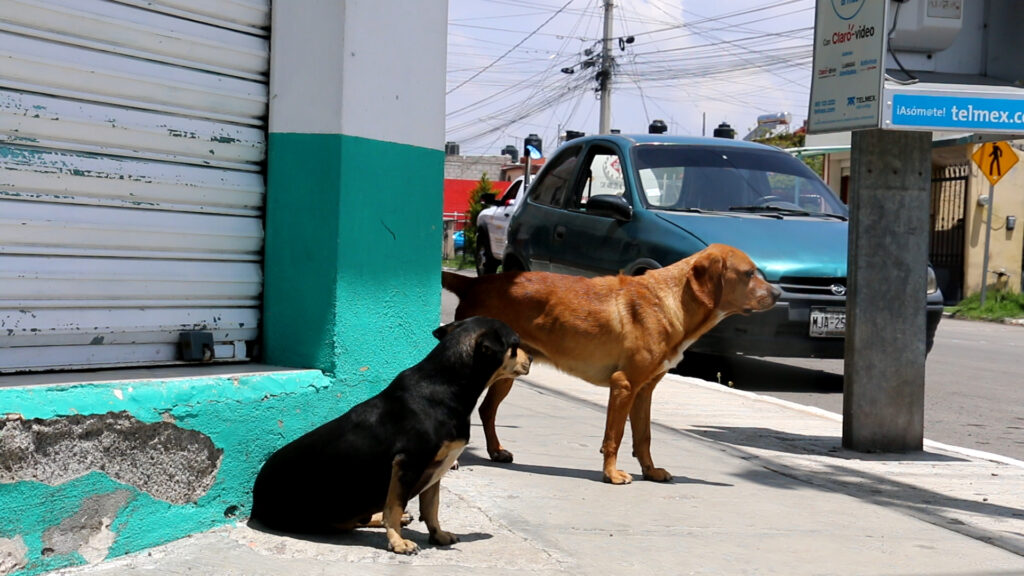 Registran 219 delitos contra los animales