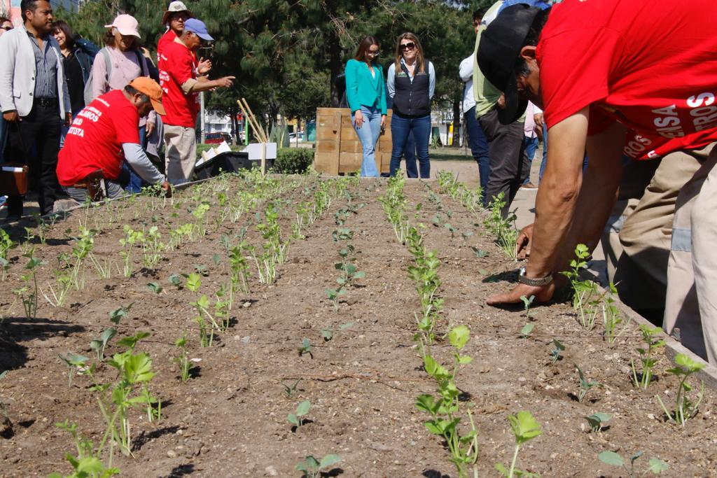 ¡Chile, cebolla, lechuga! Inauguran huerto urbano en Pachuca – Criterio ...