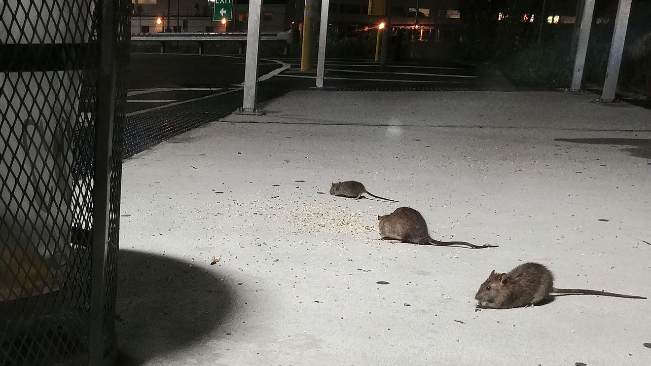 En Nueva York, designan a una persona para combatir plaga de ratas ...