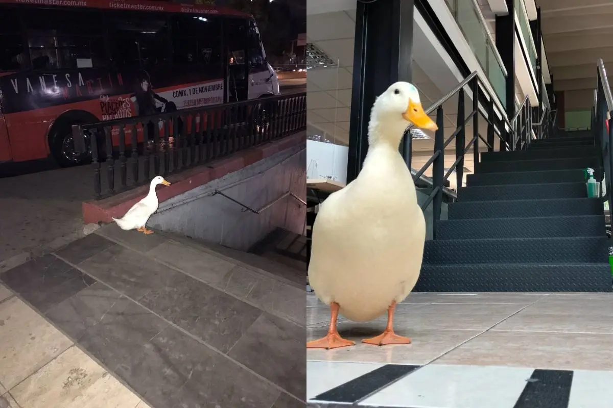 Un pato escapó del lago de Chapultepec y se intentó subir al Metro CDMX
