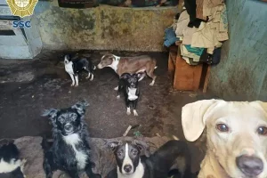 Calles de Tlahuelilpan registran un aumento en los incidentes relacionados con perros callejeros.