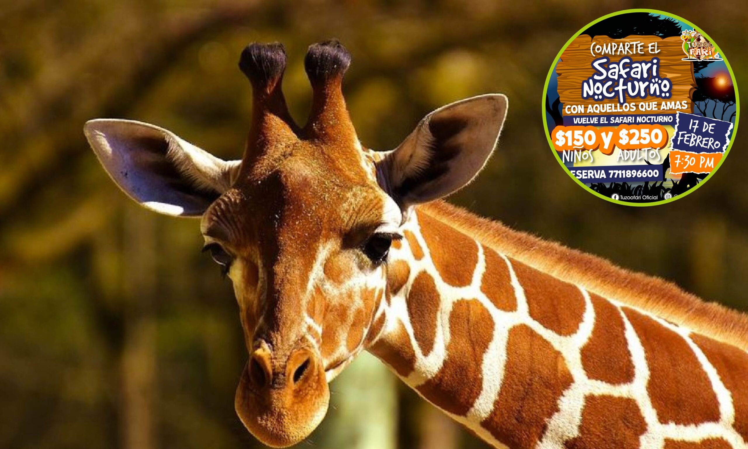 ¡Vuelve el Safari Nocturno Encantado en Tuzoofari para celebrar el amor y la amistad!