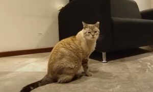 Asociación Protectora de Animales TAC acompaña el caso de maltrato animal contra 