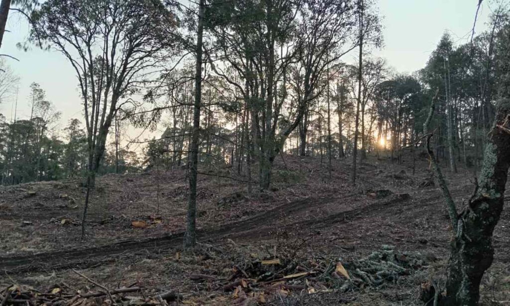 Tala, incendios y plagas reducen la superficie forestal de Cuautepec