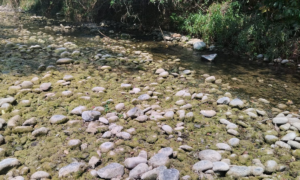 La Sierra y la Huasteca de Hidalgo son las más afectadas por la sequía moderada.
