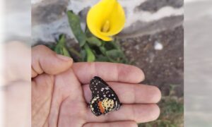 mariposa Chlosyne janais janais o parche caarmesí 