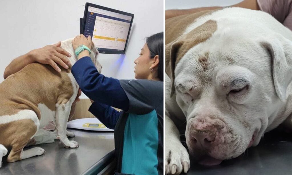 Exigen justicia para Zeus, perro agredido a martillazos