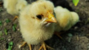 Confirma OMS primer muerte en México por gripe aviar H5N2