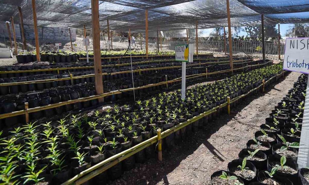 a meta estatal del programa Sembrando Vida, en materia forestal, es de 24 millones 745 mil 196 plantas