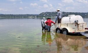 Pescadores de la presa Requena, en Tepeji del Río, siembran 200 mil crías de mojarra