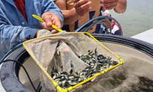 Pescadores de la presa Requena, en Tepeji del Río, siembran 200 mil crías de mojarra