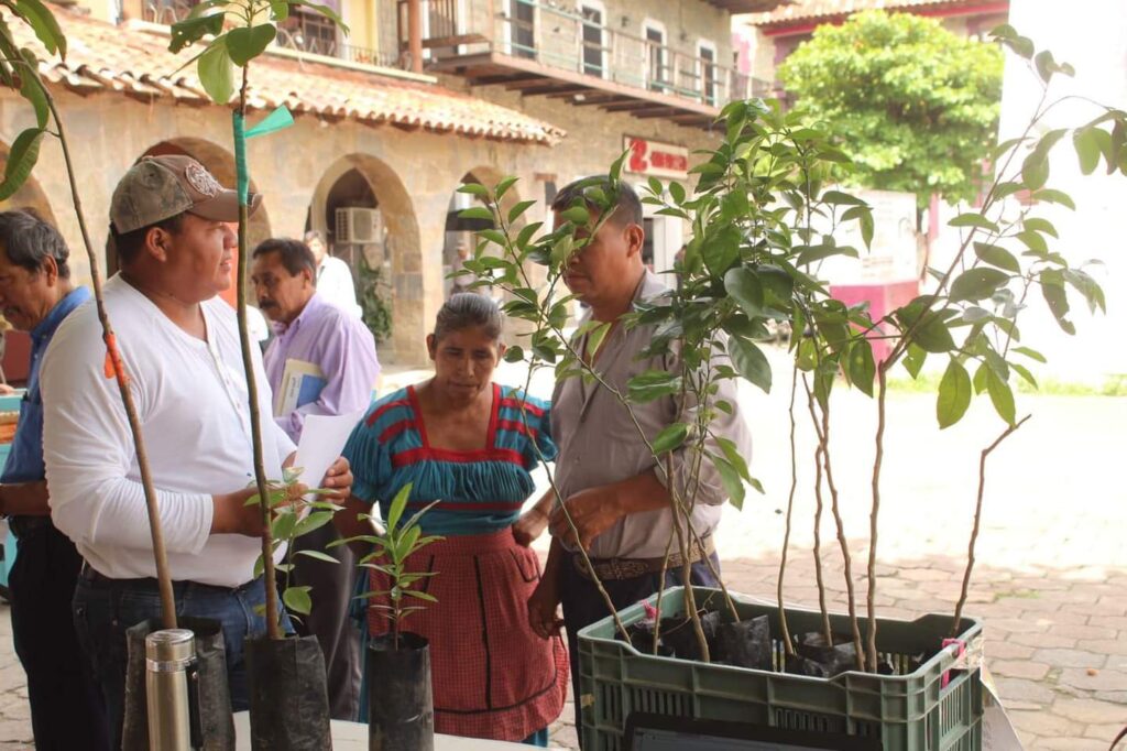 Vivero de Huejutla produce plantas para reforestar la ciudad