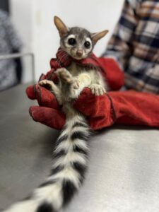 Cacomixtle en la Unidad de Rehabilitación de Fauna Silvestre Pachuca