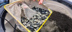 Pescadores sembraron 400 mil crías de tilapia