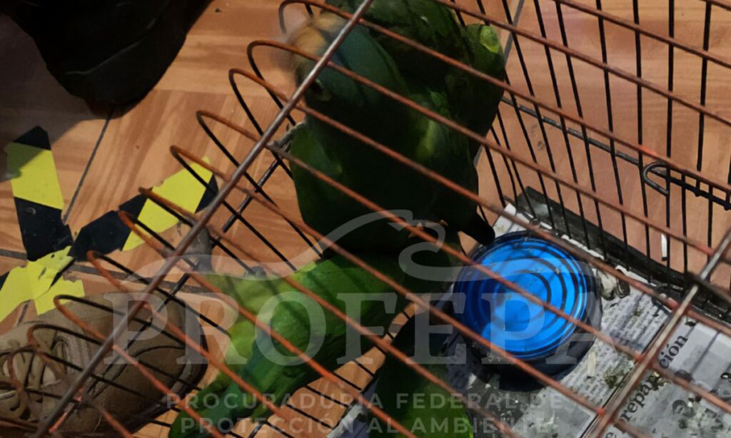 Decomisa la Profepa a pericos en tianguis de Ixmiquilpan; así fueron localizados