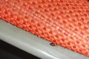 En el video, que dura solo unos segundos, se ve una chinche en un asiento del Auditorio Nacional