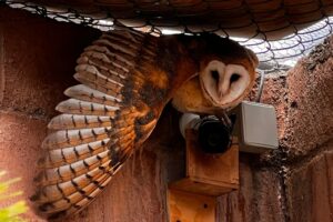 La Profepa Hidalgo, el Parque Nacional El Chico y la Secretaría de Medio Ambiente y Desarrollo Sustentable de Pachuca lograron la liberación de varios animales silvestres que concluyeron exitosamente su rehabilitación en la Unidad de Rescate, Rehabilitación y Reubicación de Fauna Silvestre, Endémica y Exótica.