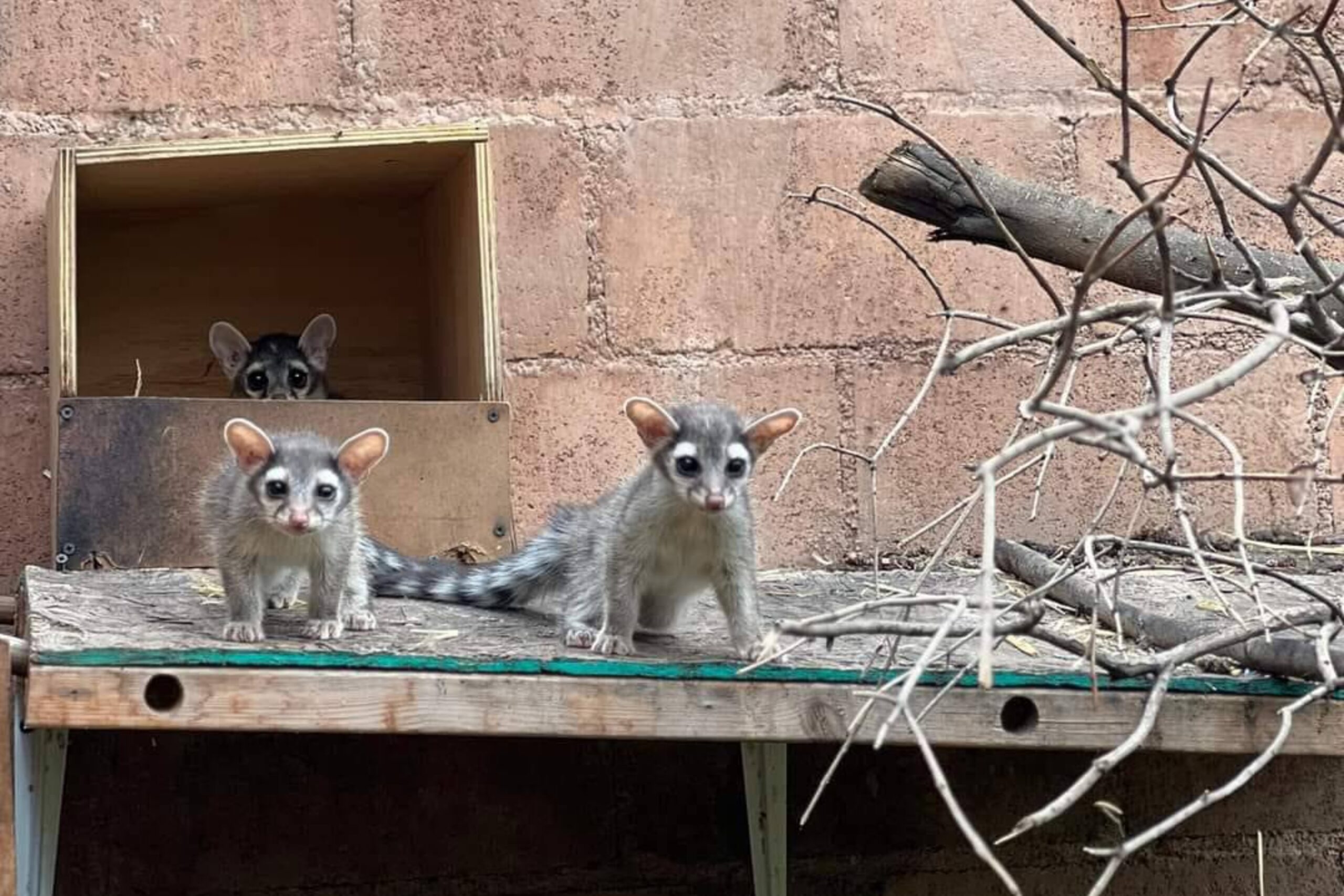 Libera Profepa a fauna silvestre rehabilitada en Hidalgo