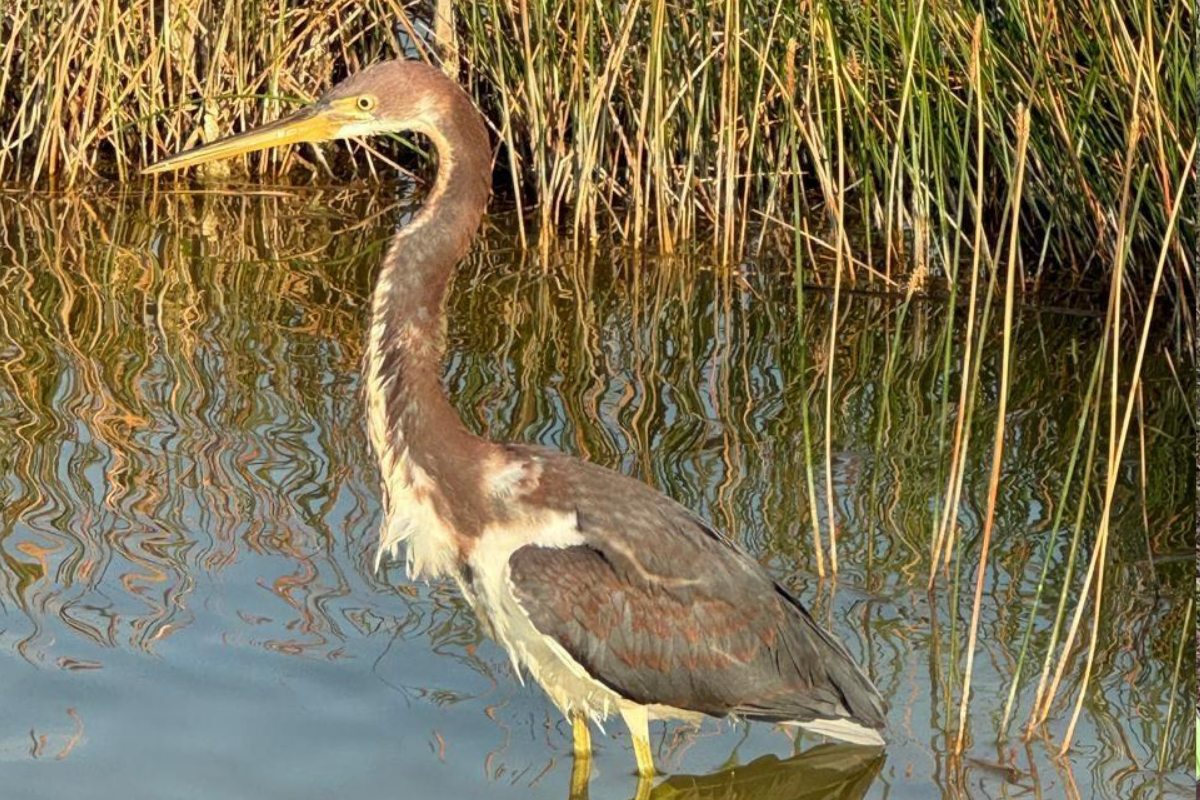 Cemex reconoce la importancia de la preservación natural en México / Foto. Especial