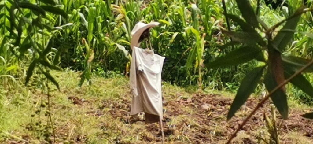 Agricultores de la región Tula se quejan por la inseguridad; ¿qué fue lo que les hicieron?