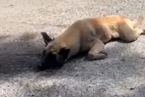Es fundamental crear conciencia sobre el maltrato animal después de este caso de una perrita que sufrió un intento de mutilación