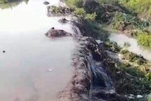 En la reciente semana, en dos ocasiones se ha derramado el afluente, afectando tierras de cultivo