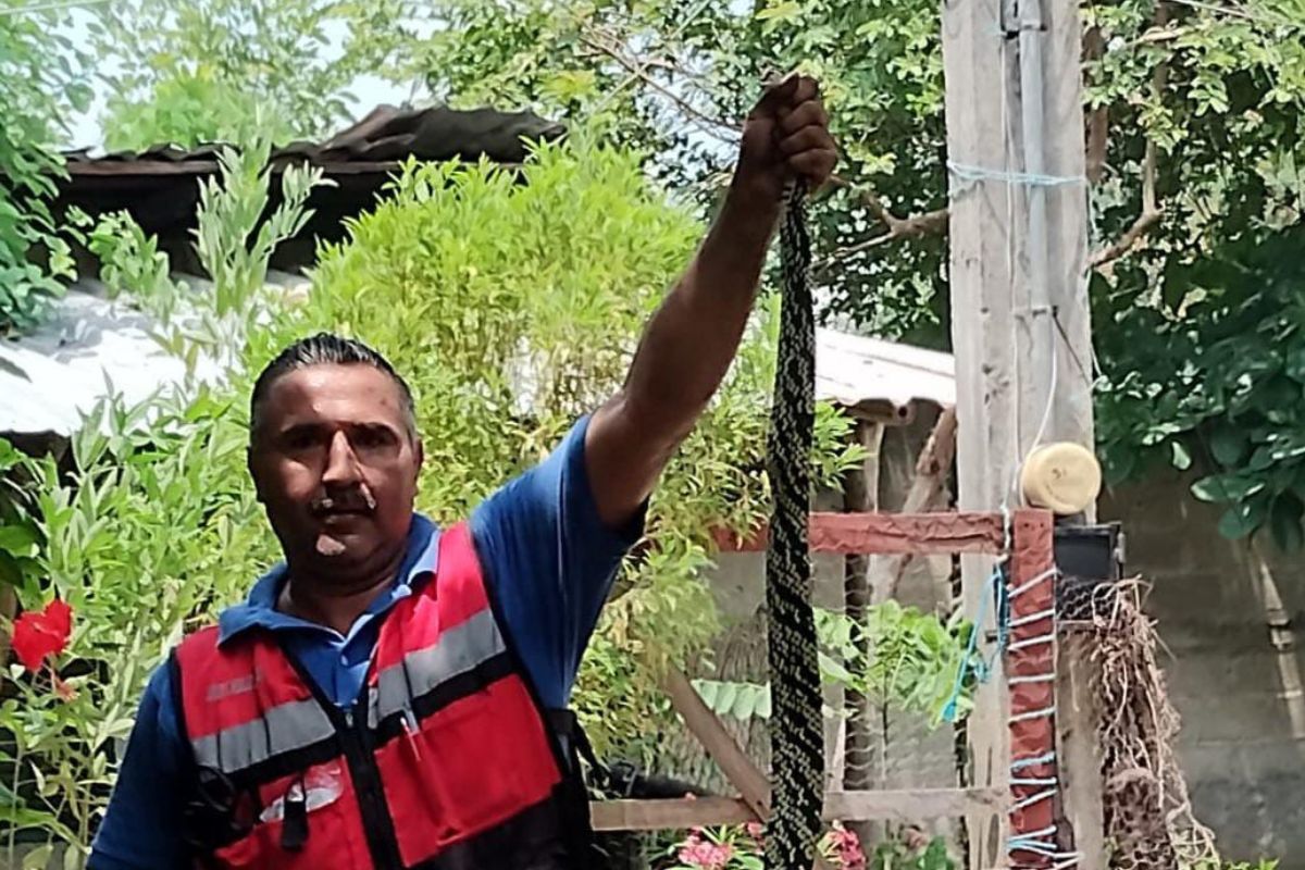 Una serpiente de 2.7 metros de largo fue capturada en el interior de un domicilio en Las Pilas, Chalma
