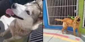 Ambos animales fueron llevados al Centro de Control Canino del municipio, a pesar de que el santuario había solicitado su resguardo