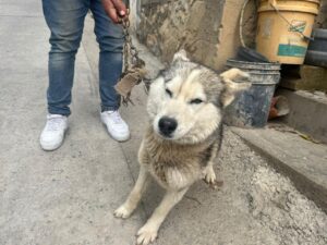 El equipo de control canino del Mineral del Monte rescató a una perrita de raza Husky con una cadena muy corta