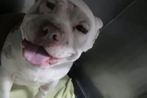Una historia que indigna y llama a la reflexión sobre el cuidado de mascotas