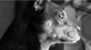 La falta de conciencia sigue afectando a cientos de animales en peregrinaciones