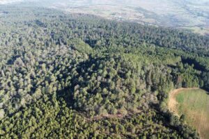  La presencia y proliferación de la plaga también podría estar relacionada con el estrés hídrico de los bosques