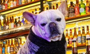 Más de 150 variedades de cerveza te esperan en Frenchies, incluyendo opciones artesanales y de barril