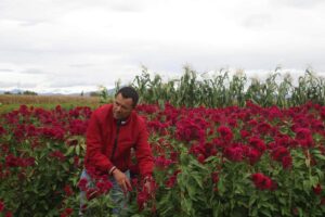 La manita de león es la flor que tiene el mayor costo esta temporada