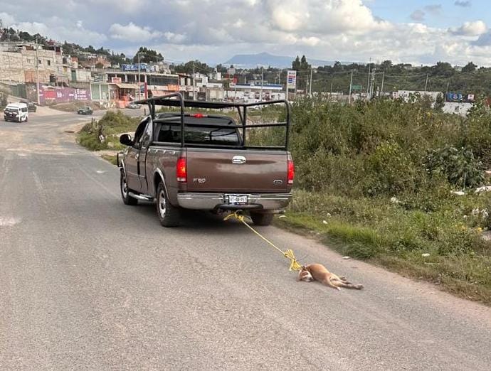 ¡Con los perritos no! Denuncian caso de maltrato animal en Tulancingo 