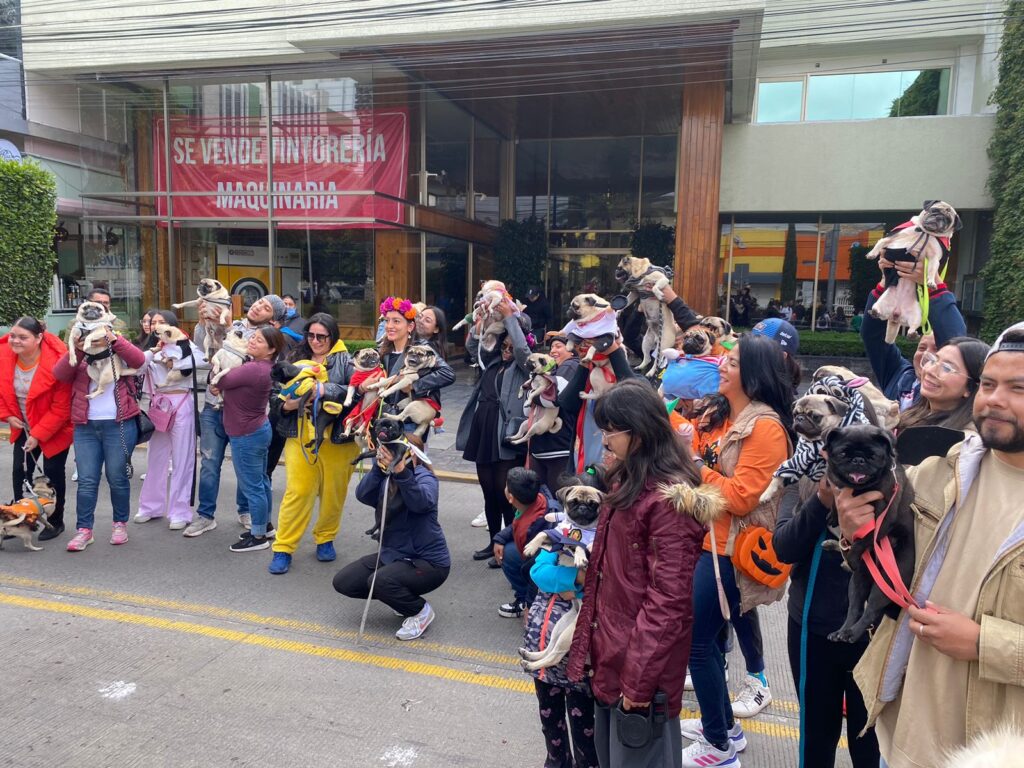 Desfilan perros en Pachuca: Los lomitos se lucieron en la pasarela con sus disfraces